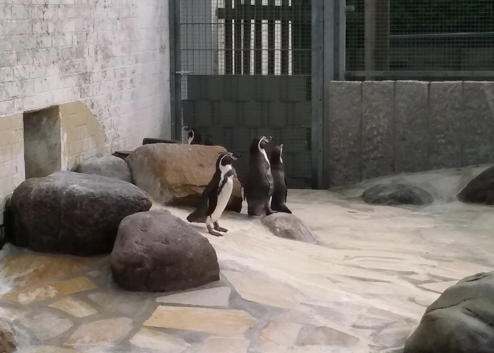 Datei:Humboldtpinguine IMG 2025-05-08-16-36-32-576.jpg