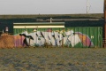Graffiti 01.jpg